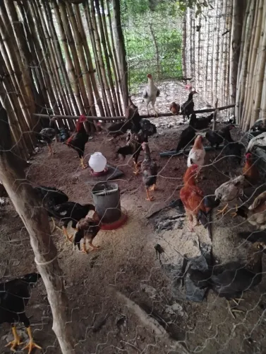 Vendo galos e galinhas uma pela outra