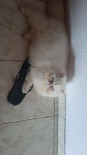 Gato persa