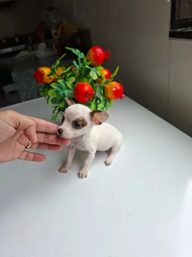 Pincher 