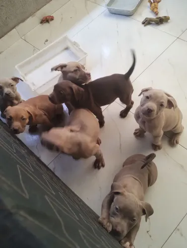 Pitbull com American Bully 