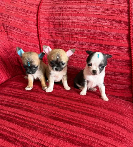 Chihuahua mini pelo curto super miudinhos vacinados ac cartão entrego