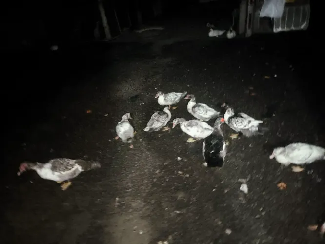 Patos 