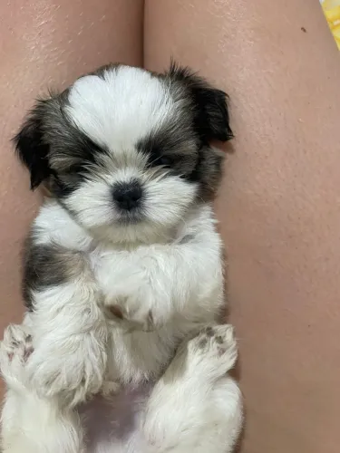 Shitzu