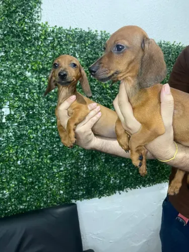 LINDOS FILHOTES DACHSHUND / SALSICHA