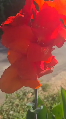 Planta Cana-da-índia Muda