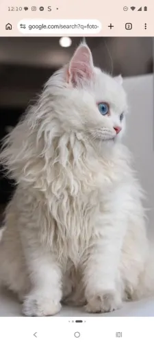 Casal gato persa 