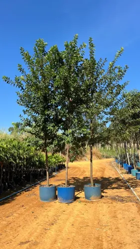 Viveiro de plantas