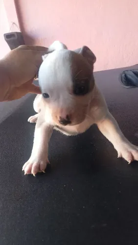 América Bully poket x monster 1600