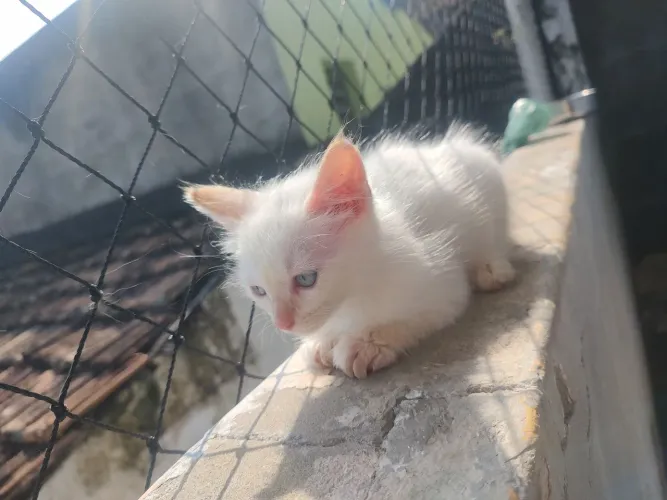 Gato para doação