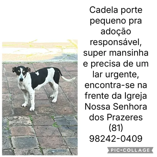 Cadelinha pequena pra adoção