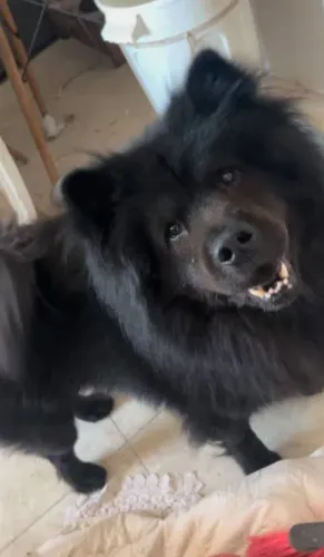 Chow Chow hj 250 reis cada um