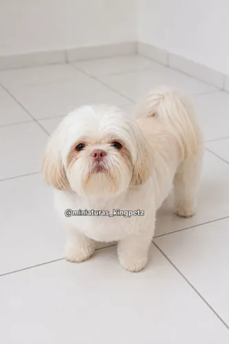 Macho Shih-tzu Mini Branco Areia disponível pra cruza em Arapiraca 