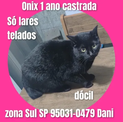 Gata castrada 
