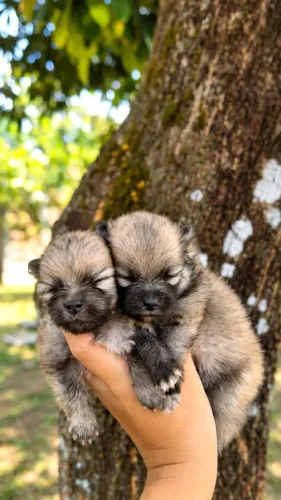 VENDE-SE LULU DA POMERÂNIA ANÃO