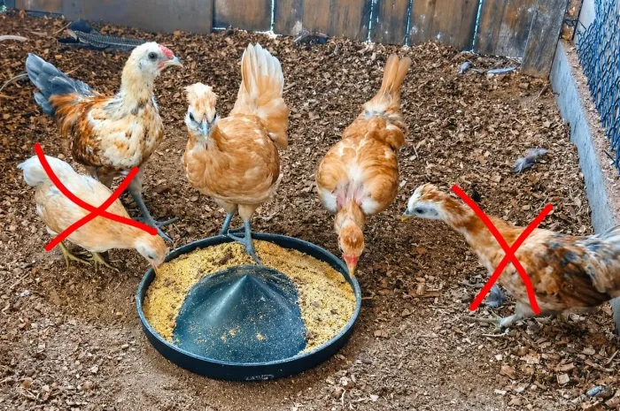 Franguinhos garnizes modelados (três)