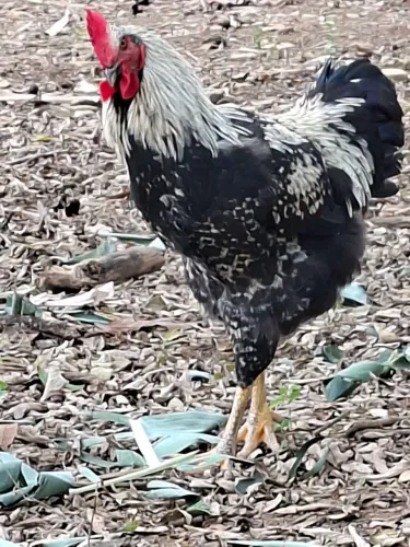 Frango caipira com gsb