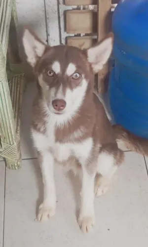 Husky siberiano fêmea