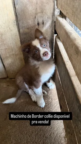 Filhote Border collie