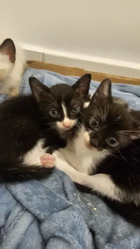 Adoção Gatos