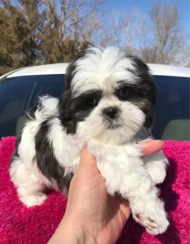 Shih Tzu Escolha hoje seu novo amigo de quatro patas
