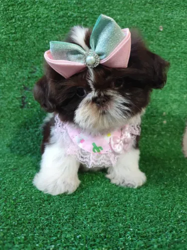 Shih tzu