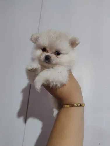 Spitz alemão anão