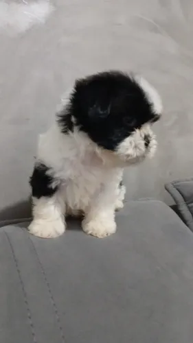 Filhote de shitzu com lhasa apso 