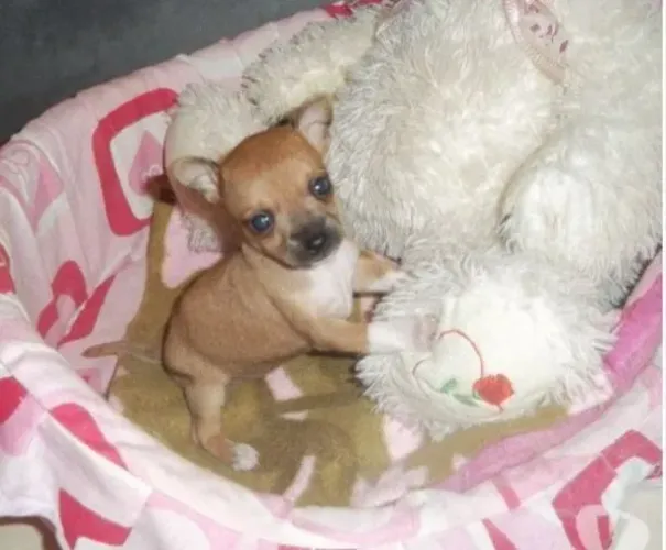 Pinscher n 1 caramelo disponível 