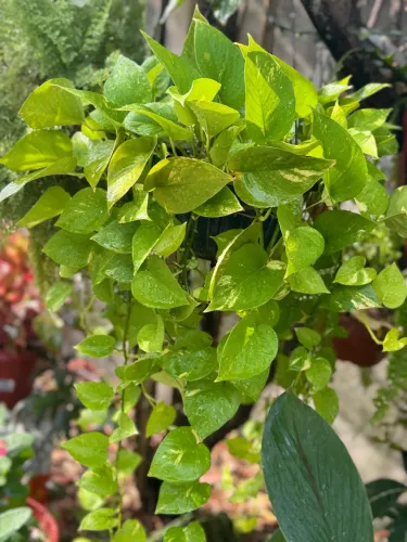Vendo planta Jibóia