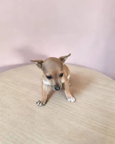 Pinscher