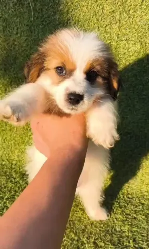 Jack Russell Terrier com pedigree e micro chip vacinas importadas
