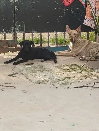 Cachorros para adoção Consciente 