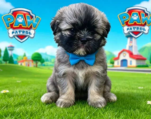 Filhotes shihtzu