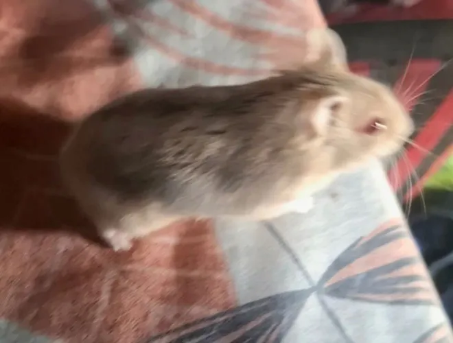 Hamster anão russo 