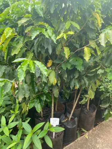 Café catuai