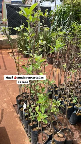 Mudas de Maçã Enxertadas