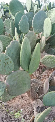 Palmas para ração animal e plantação 300,00 o milheiro 