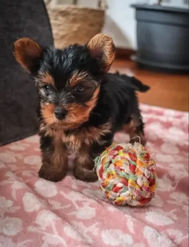Yorkshire Terrier- Fêmeazinha linda pretinha e canela com 50 dias-Daniela