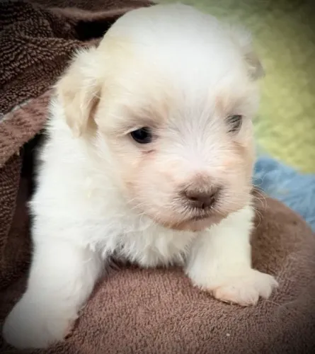 Lhasa Apso Fêmea Caramelo - Ideal para Ambientes Internos e Famílias