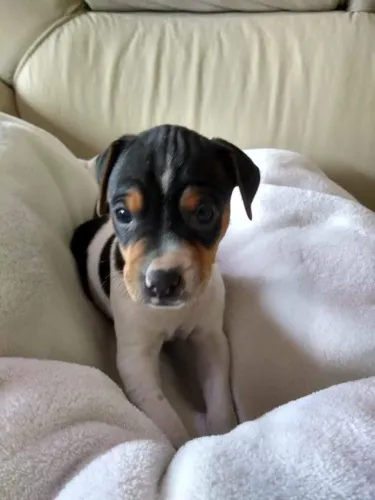 Fox Paulistinha (Terrier Brasileiro) machos e fêmeas
