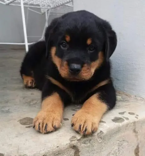 Filhotes de Rottweiler,  amor para pet e ser humano 