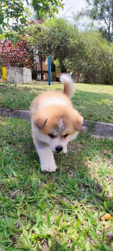 Akita filhotes