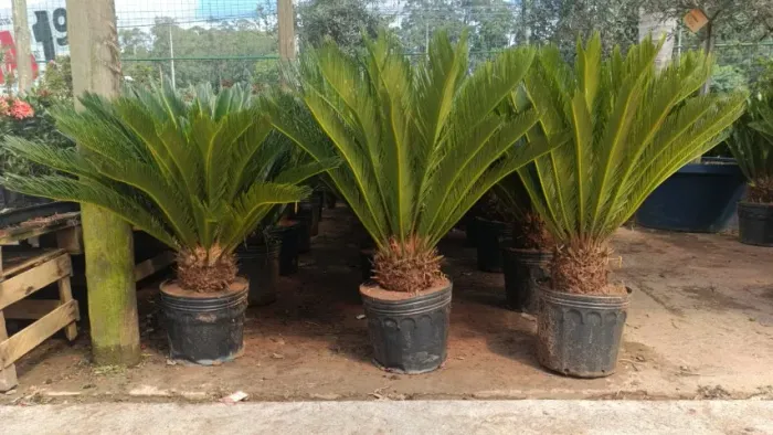 Palmeira Cica