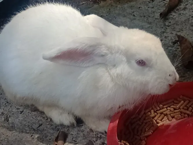 Coelho macho  reprodutor  de 7 meses 