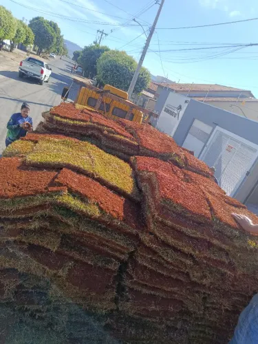 Gramas Em Placas E Mudas Para Jardins E Outros 