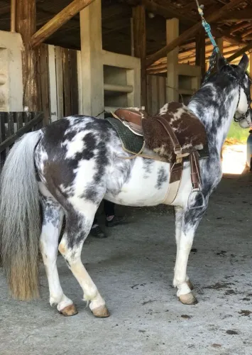 Cavalo criolo Oveiro