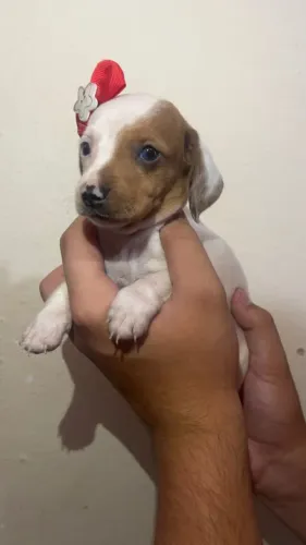 Dachshund Filhote - Pronto para Novo Lar