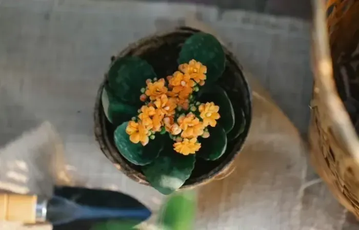 FRETE  (.9.9846..0095..YHGF..)VASO