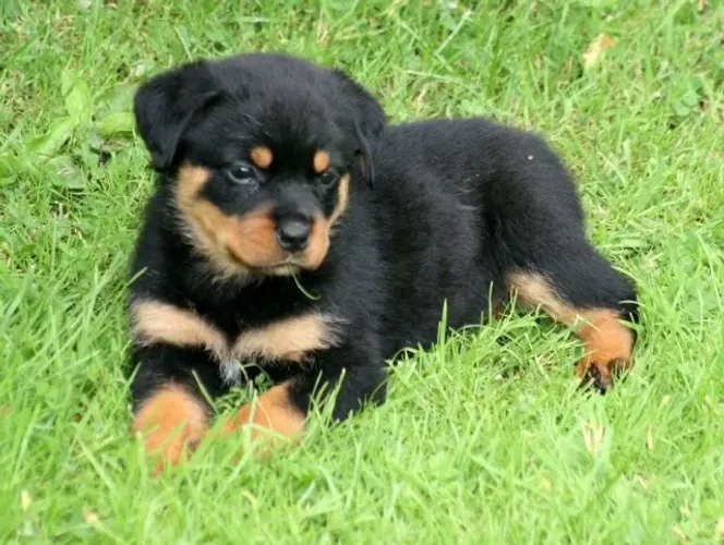 Filhote de Rottweiler: Força e lealdade desde pequeno