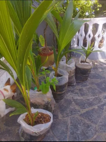 Mudas de coco Anão